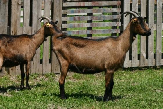 Podgorica and Coastal region); Flocks with more than 10 goats (subsidies 2012) in 402 flocks 18538 breeding