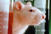 Key Portions of the NIH Guidelines Appendix G for Animal Research Specifies details of containment and confinement for standard