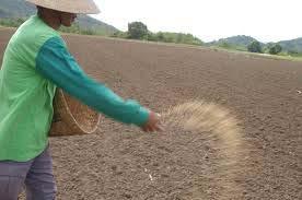 practices, seeds are sown by hand Seeds can also be