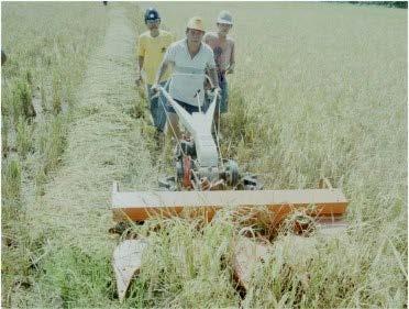 This method includes cutting the rice crop by simple hand tools like the sickle (best for cutting 15 25 cm above ground level), and simple hand-held knives (best for cutting just below