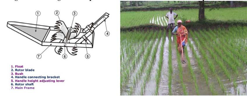 2 : Line sowing of rice in puddled field with