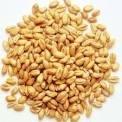 SEED Low yield in wheat is attributed (50%) to farmers as they prefer using their own produced