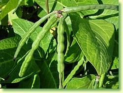 Focus on low P tolerant cowpeas Aphid and