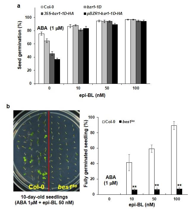 Supplementary Figure 1. BES1 specifically inhibits ABA responses in early seedling development. a. Exogenous BR application overcomes the hypersensitivity of bzr1-1d seedlings to ABA.