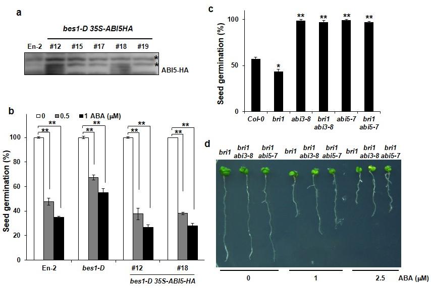 Supplementary Figure 12. BR signaling pathway is linked to the ABI3-ABI5 module of ABA signaling. a, b. Ectopic expression of ABI5 suppresses the bes1-1d phenotypes in ABA responses.