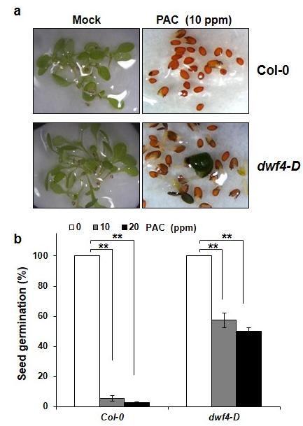 Supplementary Figure 13. DWF4 overexpression (dwf4-d) promotes seed germination in the presence of paclobutrazol (PAC).