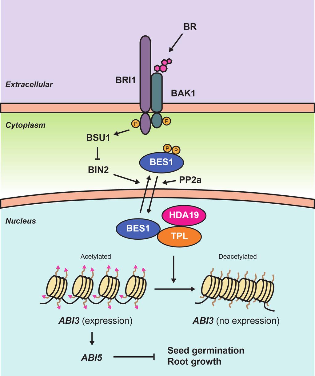 Supplementary Figure 14. Hypothetical model for BRs and ABA crosstalk.