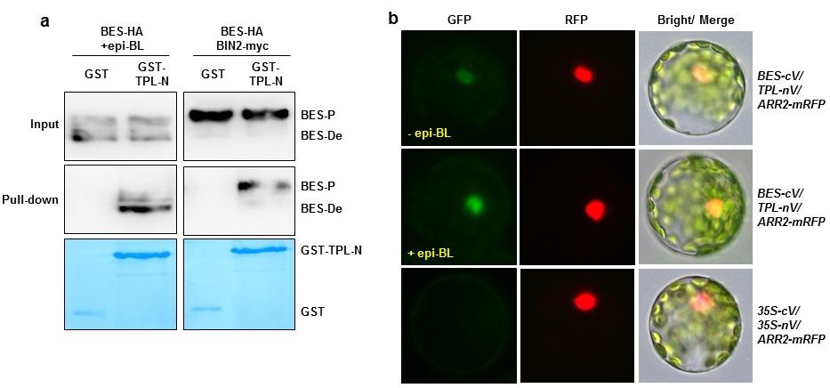 Supplementary Figure 3. BR enhances the interaction of TPL with BES1 in the nucleus. a. TPL interacted with both phosphorylated and dephosphorylated BES1 proteins.