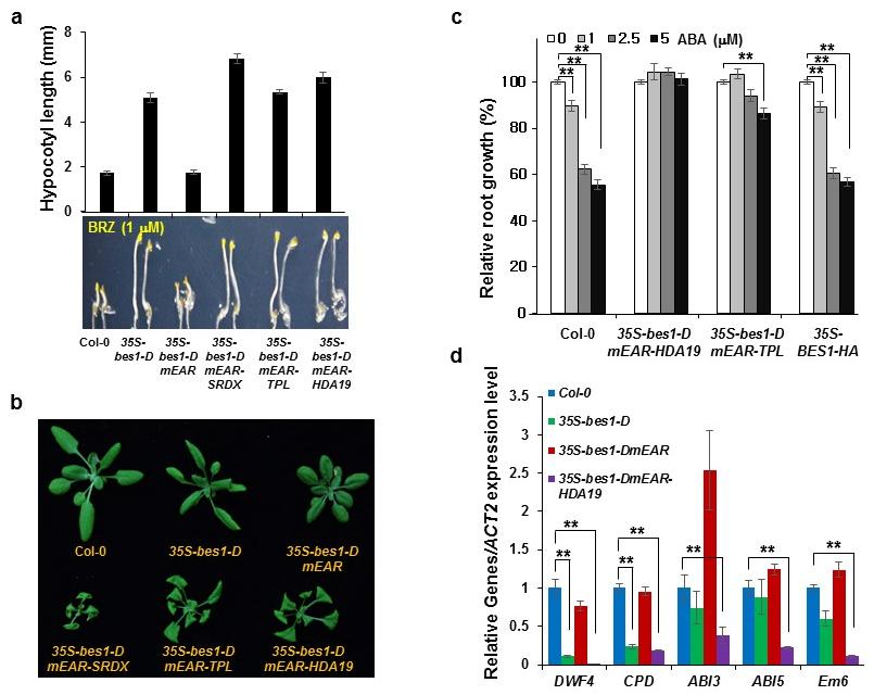 Supplementary Figure 5. The BES1-TPL-HDA19 repressor complex formation is essential for BR responses and repression of ABI3. a, b.