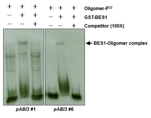 Supplementary Figure 8. BES1 binds to the ABI3 promoter. Electrophoretic mobility shift assay (EMSA) with GST-BES1 proteins using radiolabeled ABI3 promoter probes.