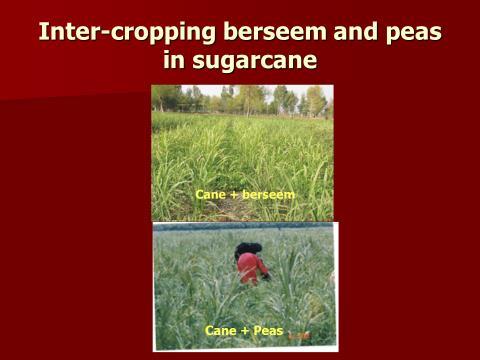 Inter-cropping: To stabilize his economy, inter-cropping is a usual feature of small cane growers. Sometimes we need to convert vegetable growers to cane culture.
