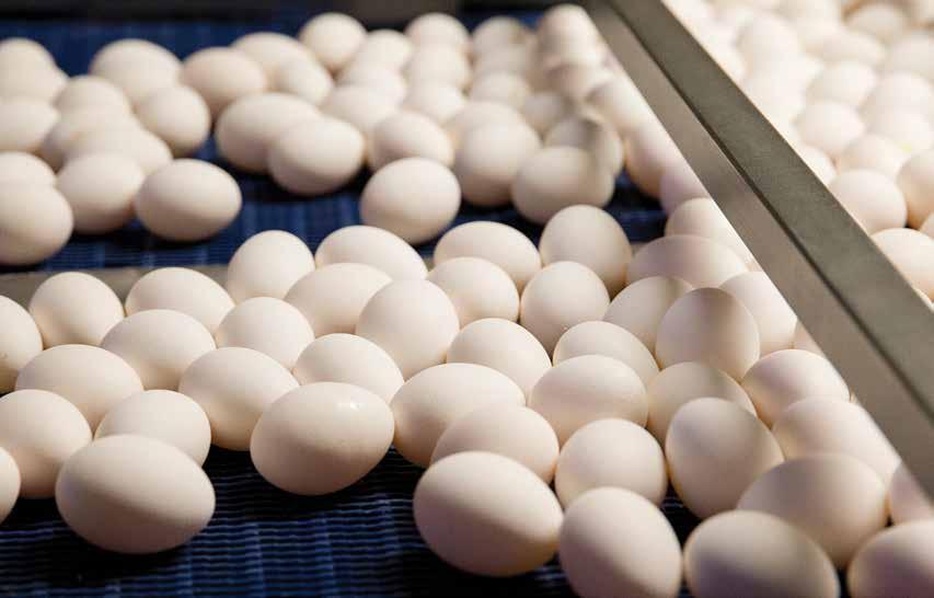Economic Importance of the Iowa Egg Industry 2014 Update Authors: Maro Ibarburu Lee Schulz