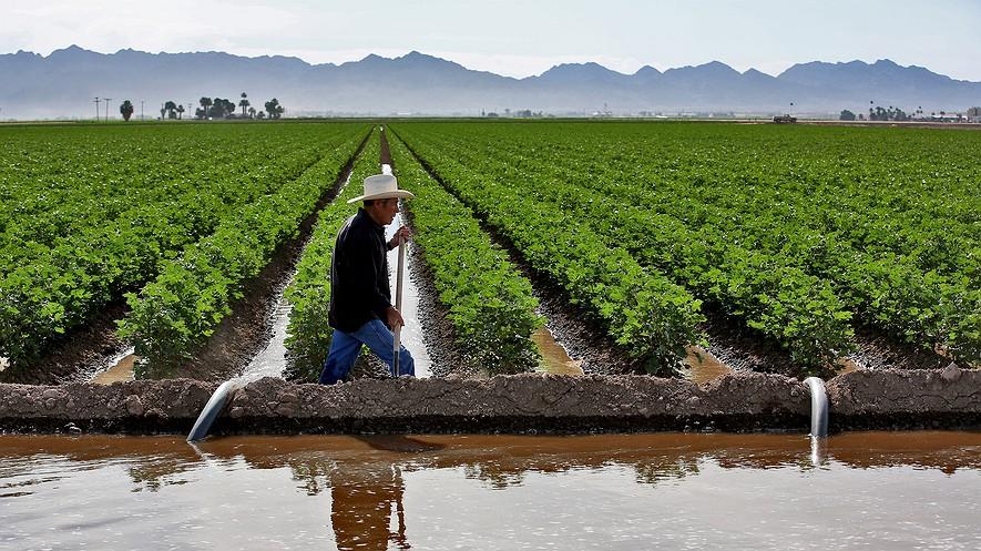 15 Word Count 867 Pedro Figueroa irrigates a cotton ﬁeld in Yuma, Arizona, in the spring.