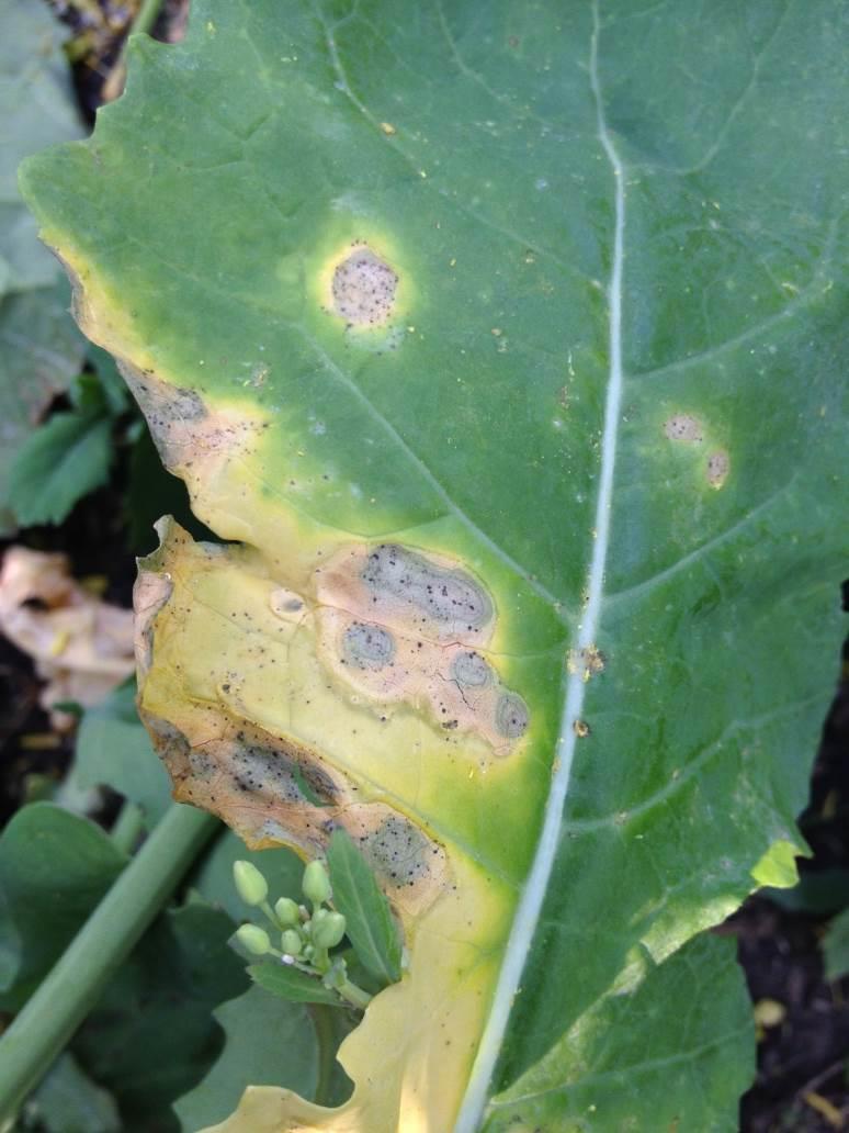 Symptoms of Blackleg The first symptoms of blackleg will appear as grey lesions on leaves Sometimes you can see