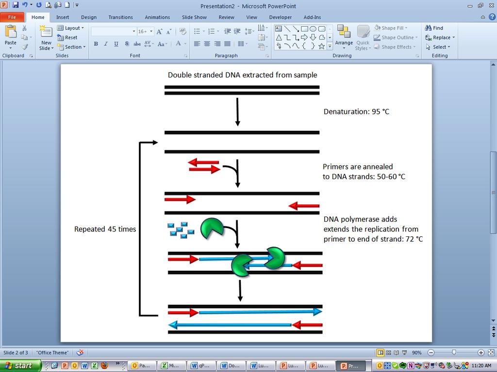 Figure 1 Overview of the polymerase chain reaction (PCR). Template DNA strands are shown in black. Primers are shown as red arrows. Nucleotides and complementary DNA are shown in blue.