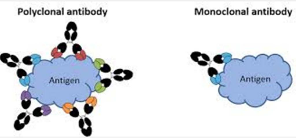 Monoclonal Antibodies Homogeneous antibody preparations produced in the laboratory by