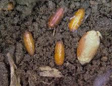 036*) Biological pest control Less root maggot damage where