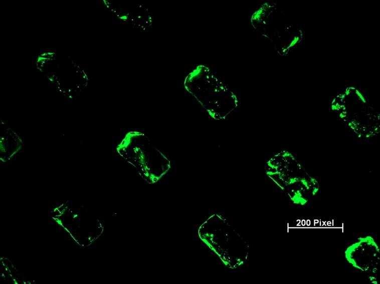 3. Results 3.1 Mirco Contact Printing The pattern quality was examed by the fluorescence microscopy (fig. 2). Fig. 2: The fluorescently fibronectin (green) show the pattern of Fn 3.