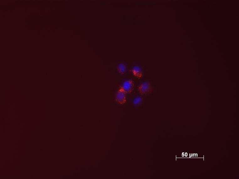 8: fluorescence image with