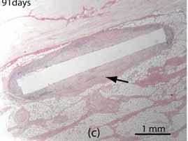 In-vivo animal studies Implantation of Mg in various tissues of domestic pigs 4