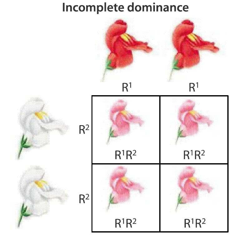 In this case, both forms of the trait are displayed, a phenomenon called. Codominance is different from incomplete dominance because both traits are displayed.