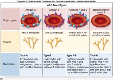 ABO blood groups, Antigens and Antibodies