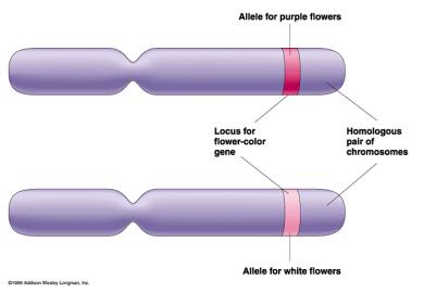 Alleles: contrasting versions of a gene. Simply put, alleles are variations in nucleotide sequences. Expression of Alleles Heterozygous: Mixed pair of alleles for a trait.