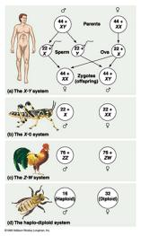 Example on page 127 Phenotype: : is the form of a trait that it displays genotype: : and organisms genetic composition homozygous: : organism which have an identical pair of alleles for a trait (tt