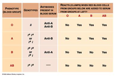 Alleles: : Two forms of the same gene which govern the same trait. Three alleles responsible for determining blood type: A, B, O What are the different phenotypes for blood?