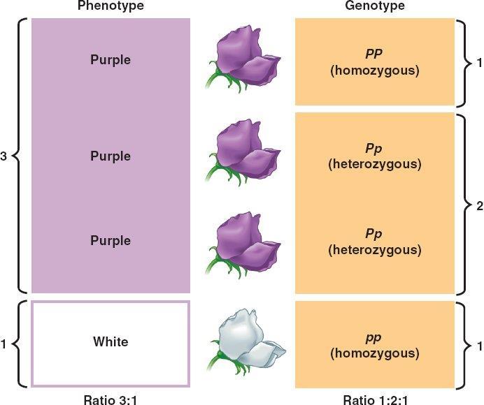 Genotype refers to the type of genes you have Phenotype is
