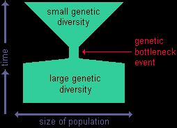 rapid changes in a population's allele frequency
