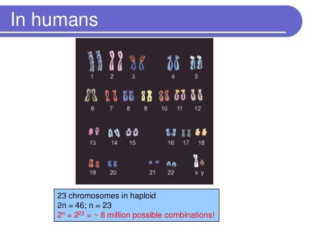 Illustrations usually show only one or two chromosomes in meiosis, but remember there are 23