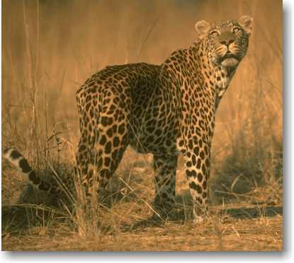 Genetic Diversity Leopard populations around