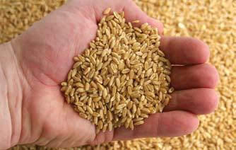 Livestock feed declarations the full package There are five livestock feed declarations available: two commodity vendor declarations (CVDs) for grain and oilseed growers and traders, a multi-vendor