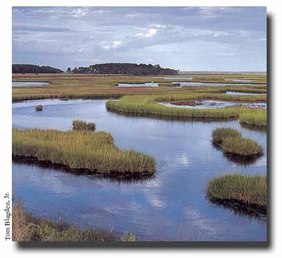 Marshes Marshes tend to occur on low elevation, flat lands and have little