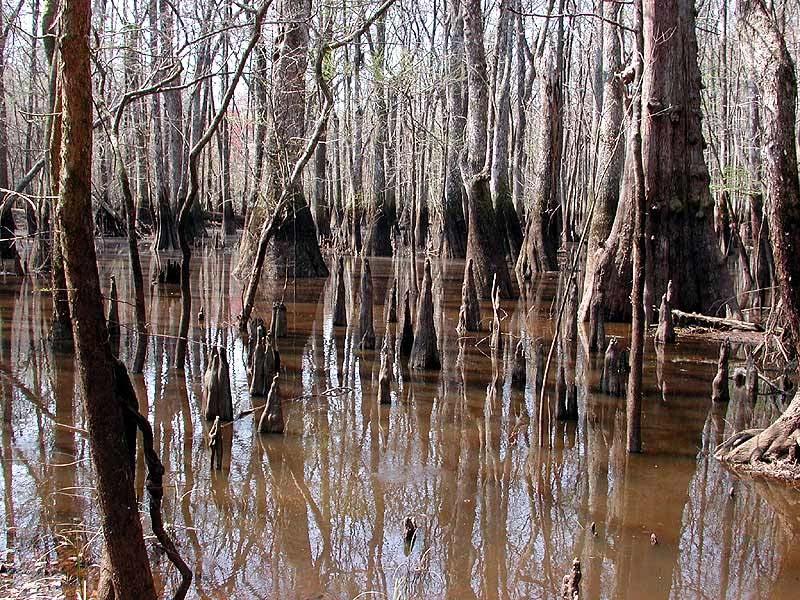 Swamps Swamps occur on flat, poorly drained land, often