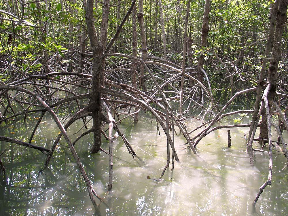 Marine Shore Ecosystems Mangrove Swamps A wetland formed from