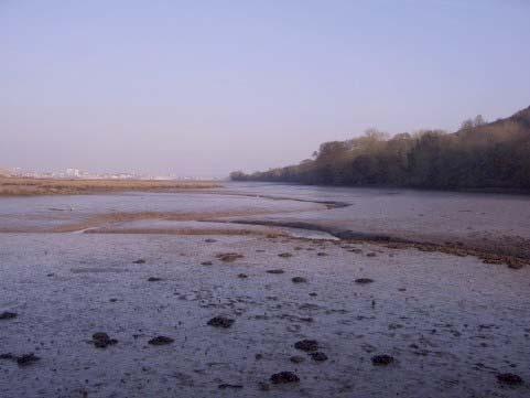 Mudflats Marine Shore Ecosystems Found near estuaries.