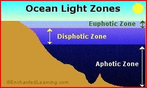 Open Ocean Zones Much like lakes, oceans also have different layers based on amount of light.