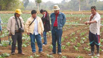 In 2004, on-farm trials were conducted in both Tad Fa and Wang Chai watersheds and detailed data were collected. In Tad Fa watershed, the IPM trial was conducted on three cabbage farms.
