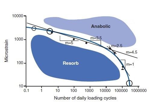 Normal daily activities Figure 10: Fatigue process of bone is influenced also by loading frequency [22].