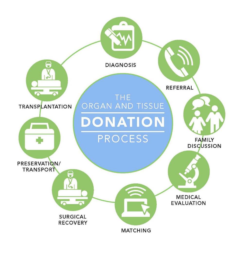 What Can Be Donated Up to 25 different organs and tissues can be donated for transplantation. Transplantable organs include the heart, kidneys, liver, lungs, pancreas, and small intestines.