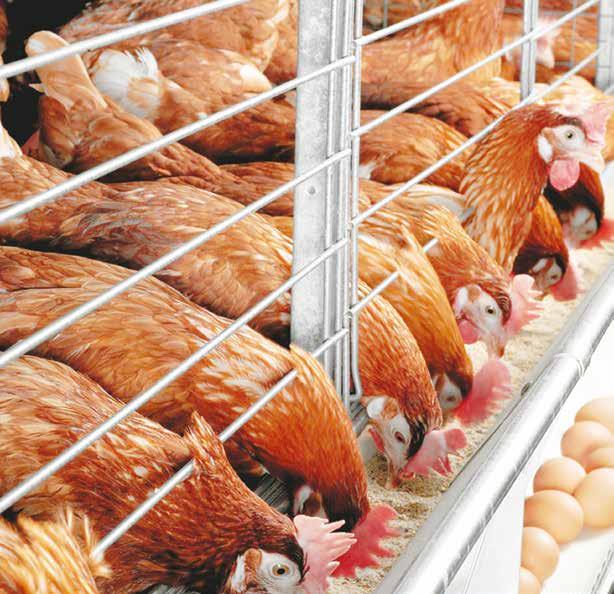 IV MEAT AND POULTRY INDUSTRY IN