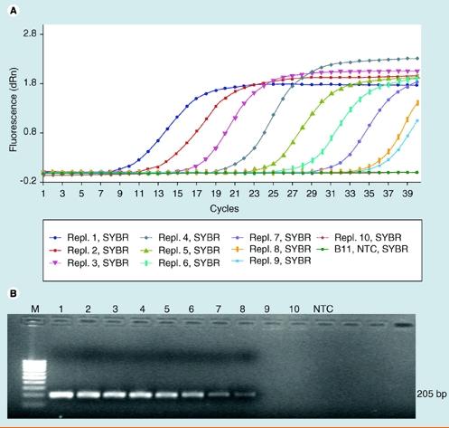 Fluorogenic 5 nuclease PCR assays