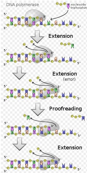 Polymerase basics XNA Polymerases Substrate: DNA or RNA For dsdna- first unwind, then copy each strand The new strand is made in the 5 to 3 direction The pol.