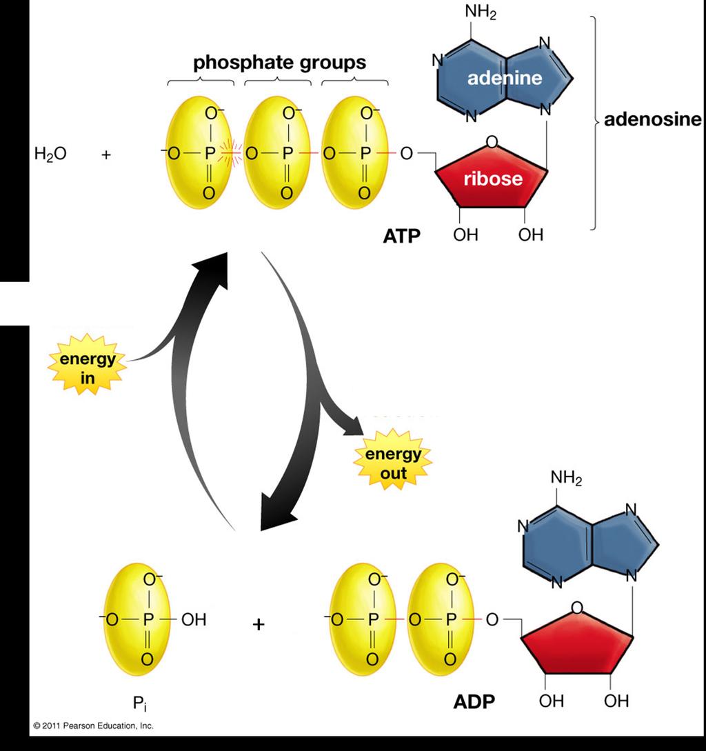 This figure provides an overview of ATP structure, synthesis and utilization.