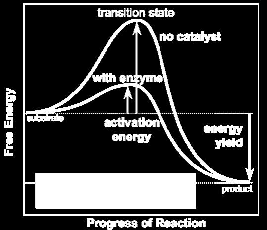 This figure can be used to reinforce student understanding that enzymes speed up reactions by reducing the activation energy required.