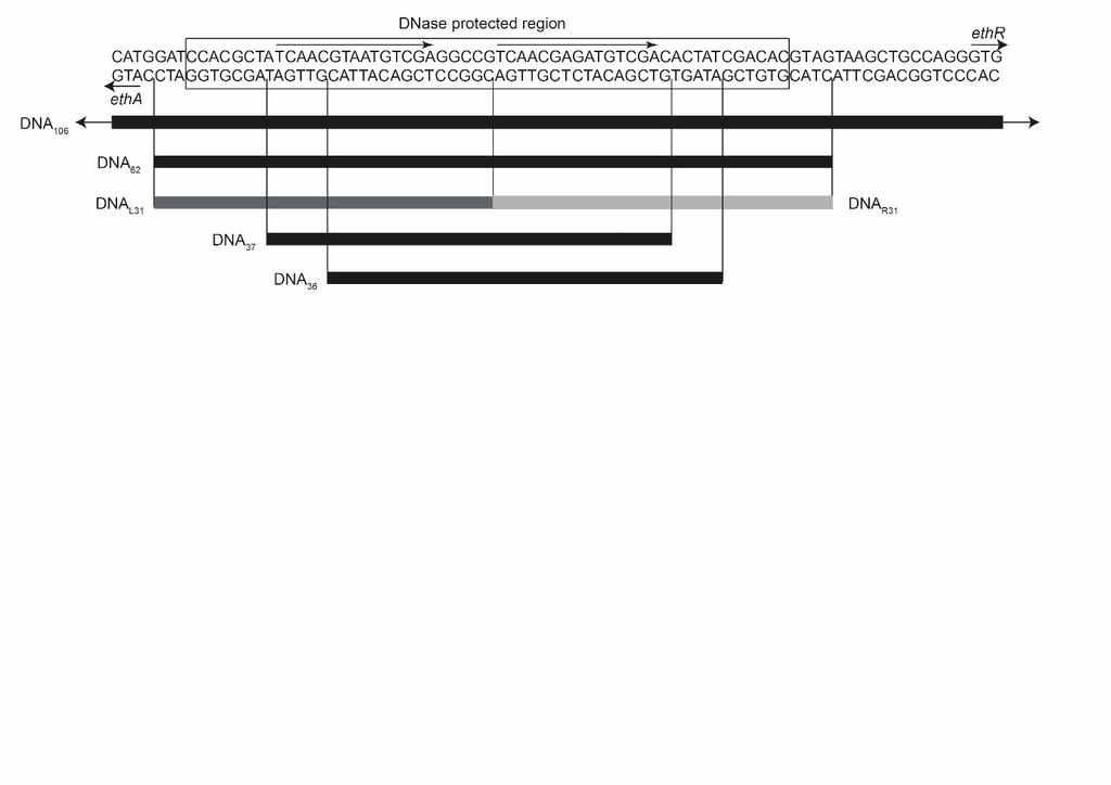 Figure S1. Sequence of the etha-r intergenic region. The positions of the DNA sequences used in this work are shown.