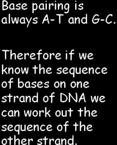 joined together DNA backbone DNA uncoiling bases centromere Genes on the