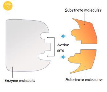 Enzymes can be involved in degradation